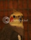 cockies0317.jpg