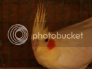 cockies0316.jpg