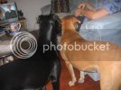 dogs16dec009.jpg