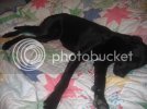 dogs16dec024.jpg