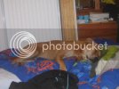 dogs16dec027.jpg