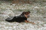 snow0499copy.jpg