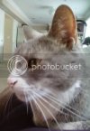 mugsy-1-1.jpg