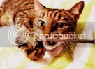 Cattack_by_CordialDreams.jpg
