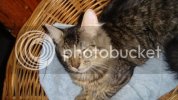 DSC00732.jpg