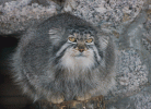 forest_cat.gif