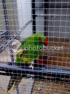 Kakariki.jpg
