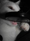 Kitten_Hazzard_by_cstevenson.jpg