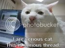 serious_cat.jpg