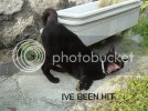 ivebeenhit.jpg