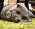 happycat.jpg