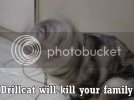 drillcat.jpg