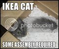 ikea-cat.jpg