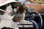 cats_bat_county.jpg