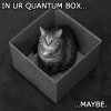 schrodinger_s-lolcat.jpg