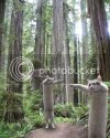 longcatinthewoods109cb4ct9.jpg