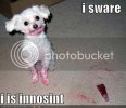 loldog-funny-pictures-innocent-dog.jpg