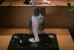 catDJ.gif