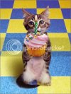 kittencupcake.jpg