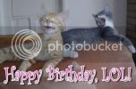 birthdaycats.jpg