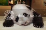 babypanda.jpg