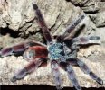 AntillesPinkToedTreeSpiderWHSp_AP7I.jpg