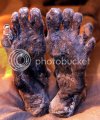 feet.jpg