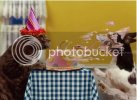 cat_birthday.jpg