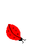 ladybug1_animated.gif