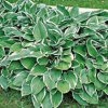 hosta_francee.jpg