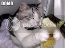 domo.jpg