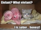 elefant-whut-elefant-i-is-sober-hon.jpg