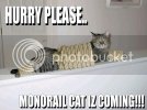 funny_cat_pictures_085.jpg