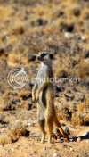 Meerkat.jpg
