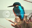 kingfisher.jpg