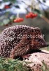 hedgehog.jpg