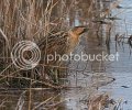 bittern-1.jpg