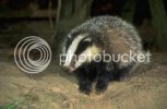 Badger.jpg