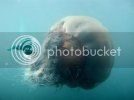 jellyfish.jpg