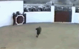 bull-fight-gone-bad.gif