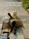 Masterlock_Cats.jpg