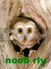 noobrly.jpg