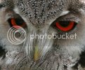 owl0091copy.jpg