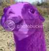 LLAMA02.jpg