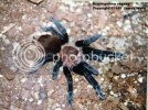tarantula.jpg