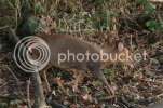 muntjac0078.jpg
