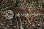 muntjac0077.jpg