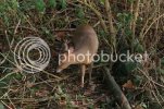 muntjac0076.jpg