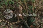 muntjac0075.jpg