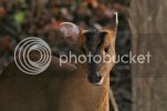 muntjac0079copy.jpg